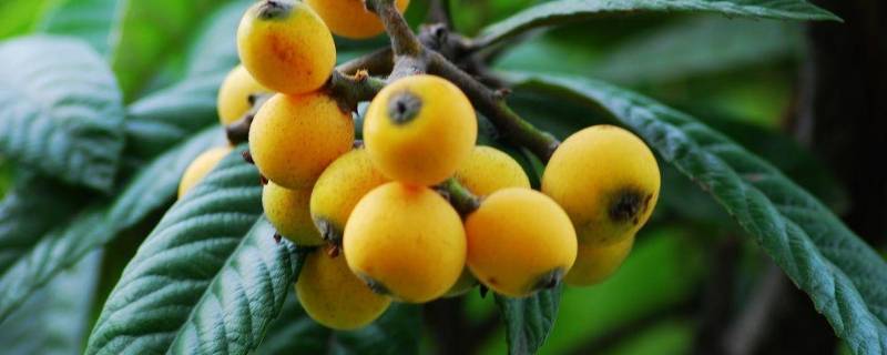 枇杷叶可以泡水喝吗 枇杷叶可以泡水喝吗有毒吗