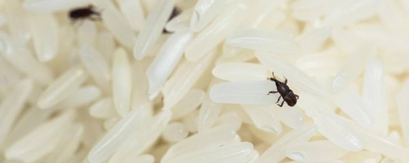 米里面有黑虫怎么办（米里面有黑虫怎么办怎么除掉）