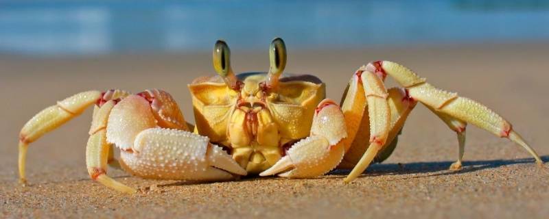 螃蟹冷藏三天还可以吃吗（螃蟹冷藏三天还可以吃吗为什么）