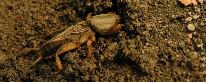 蝼蛄是昆虫吗 蝼蛄是昆虫吗?正确答案