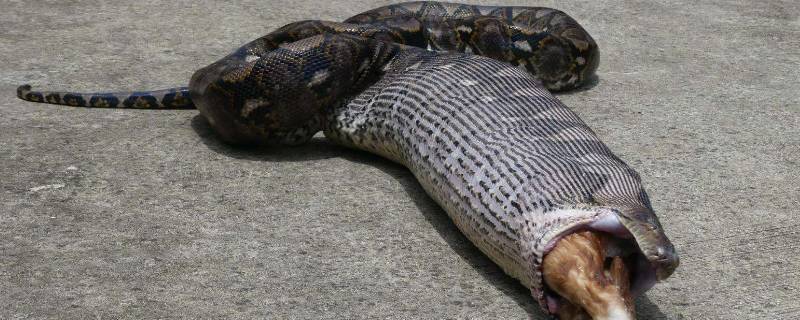 蟒蛇是几级保护动物 黄金大蟒蛇是几级保护动物