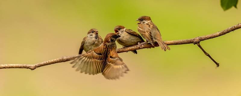 麻雀能活多久（麻雀能活多久啊）