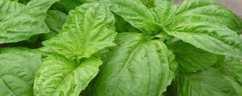 罗勒叶在中国叫什么 罗勒叶在中国叫什么 荆芥