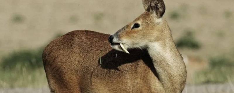 麝香在麝鹿哪个部位 麝香在麝鹿哪个部位?