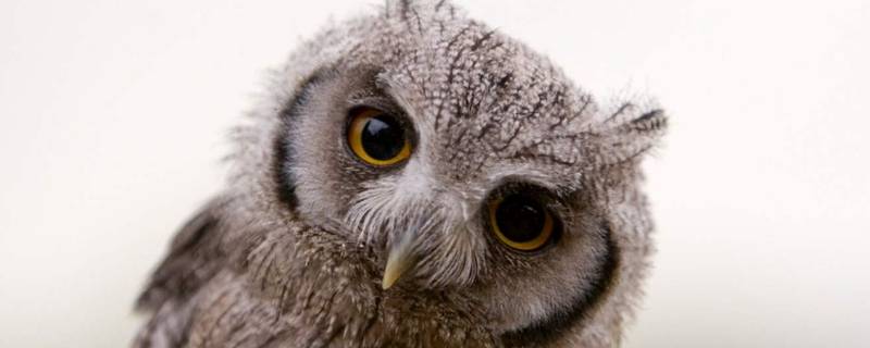 猫头鹰可以养吗（野生猫头鹰可以养吗）
