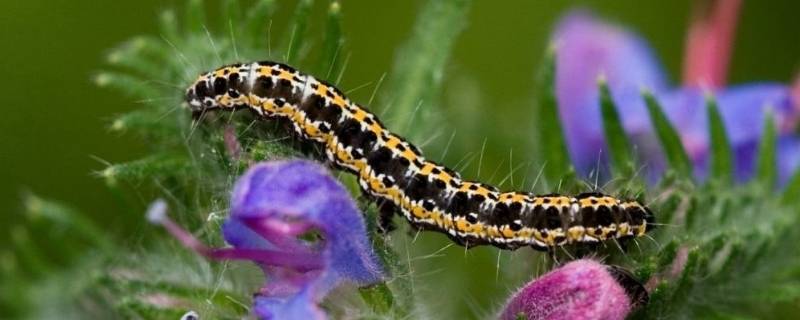 毛虫的天敌是什么动物（毛虫的天敌是什么动物呢）