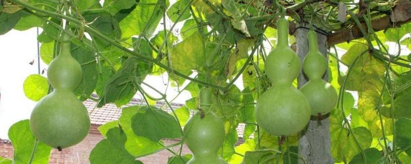 为什么叶子上有虫子,葫芦就落了（为什么叶子上有虫子,葫芦就落了二年级课文）