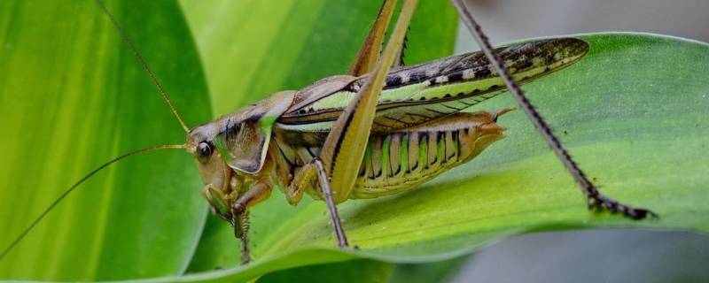 蚂蚱是昆虫吗 蚂蚱是昆虫吗?