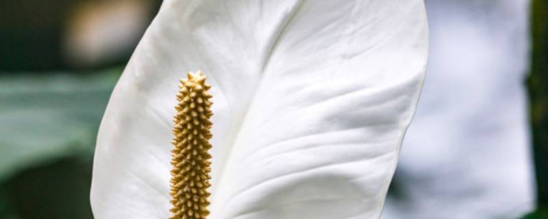 白掌的作用与功效 白掌的作用与功效图片