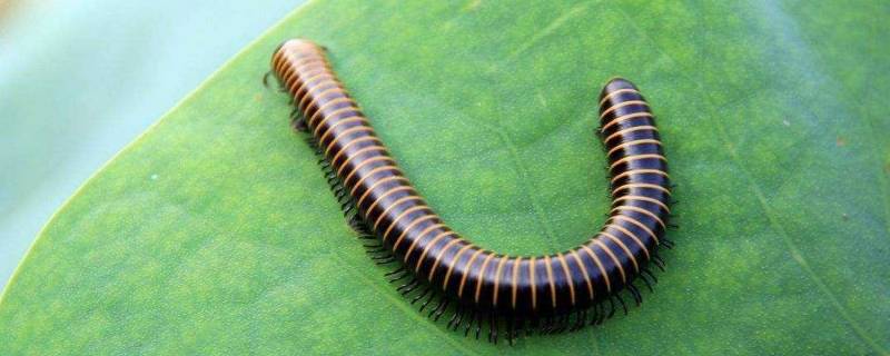 家里马陆虫从哪来的 打死一只马陆虫会招来很多吗