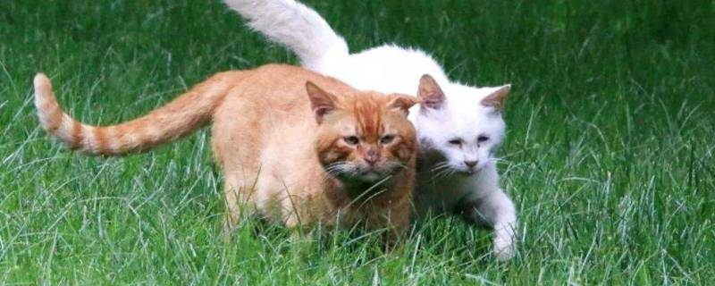 家猫和野猫的区别（家猫和野猫的区别以为真的在说猫）