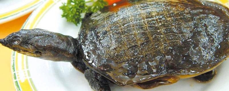 甲鱼什么时候不进食开始冬眠 家里怎样养甲鱼