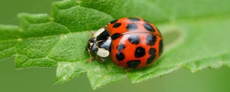 七星瓢虫会飞吗?（七星瓢虫会飞吗英文）