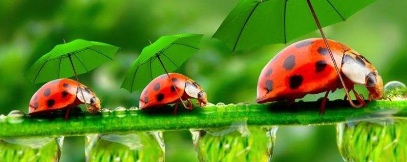 七星瓢虫是害虫吗（12个点的七星瓢虫是害虫吗）