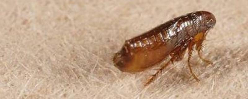 家里有跳蚤怎么办能除根 家里有跳蚤怎么办能除根方法