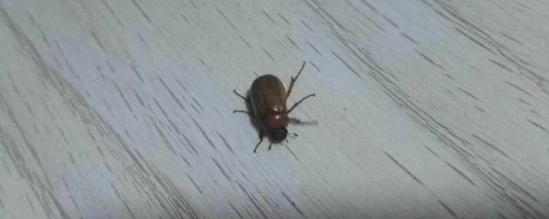 家里有小黑虫怎么清除（家里有小黑虫怎么清除掉）