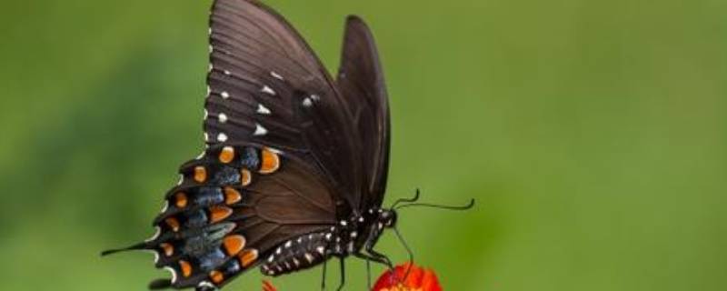 蝴蝶生长发育的四个阶段（蝴蝶生长发育的四个阶段简笔画图片）