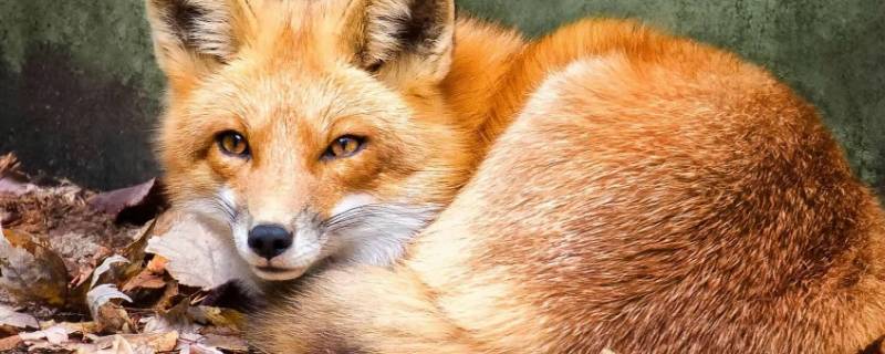 狐狸的尾巴有什么作用（狐狸的尾巴有什么作用答案）