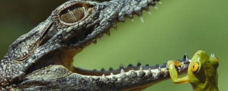 鳄鱼为什么打不过水獭 鳄鱼为什么怕水濑
