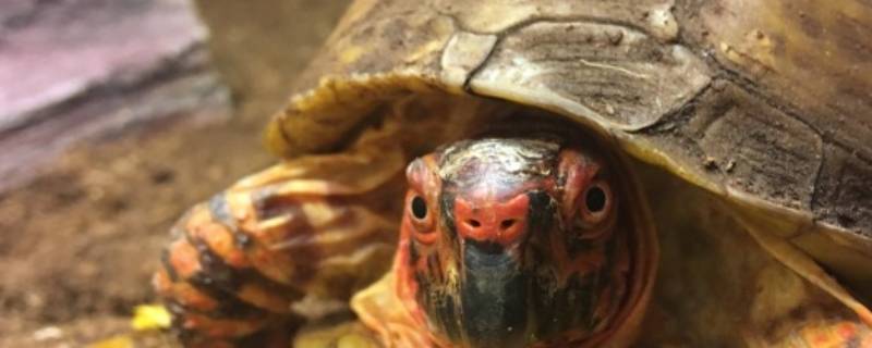 龟是爬行还是两栖 龟是爬行动物吗