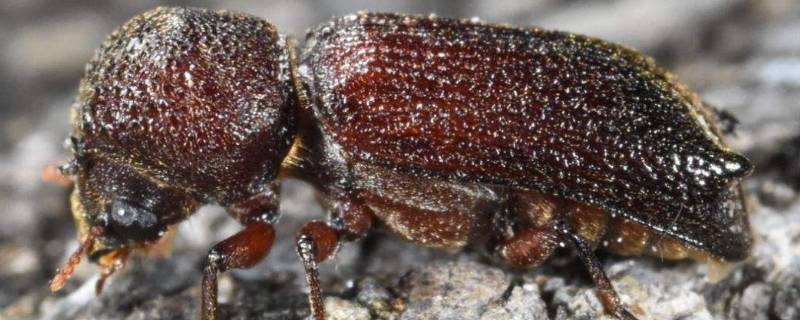 家里小蠹虫怎么根除啊（家里有小飞虫怎么才能彻底清除）