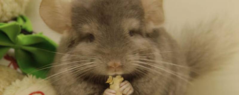 龙猫是啥（龙猫是啥意思）