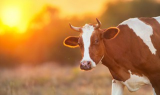 奶牛养殖利润怎样 奶牛养殖利润怎样算