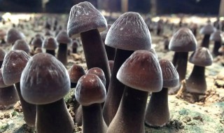 鸡枞可以放冰箱冷藏吗 鸡枞可以放冰箱冷藏吗能放多久