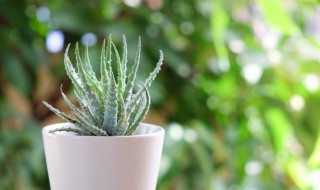 芦荟能放冰箱吗（芦荟能放冰箱吗?）